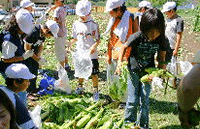 トウモロコシを収穫する子どもたち