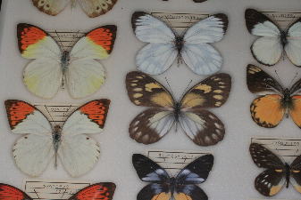 色とりどりの海外の蝶。蛾の仲間もいます。